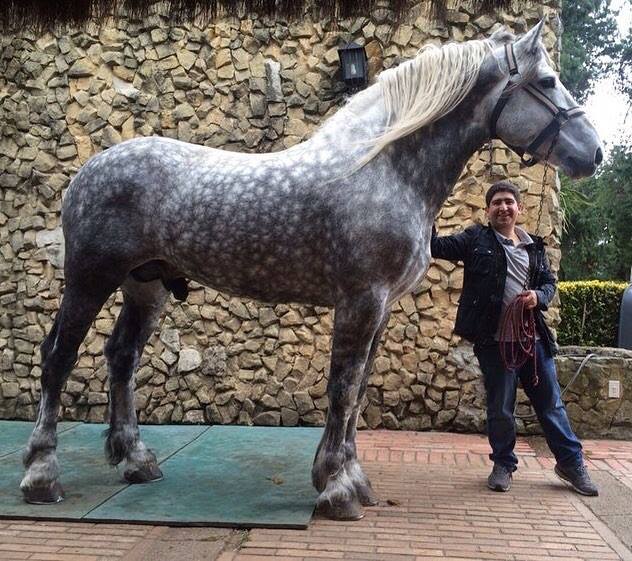 Percheron Horses